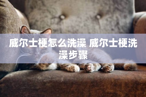 威爾士梗怎么洗澡 威爾士梗洗澡步驟