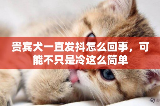 貴賓犬一直發抖怎么回事，可能不只是冷這么簡單
