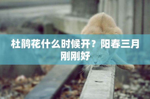 杜鵑花什么時候開？陽春三月剛剛好