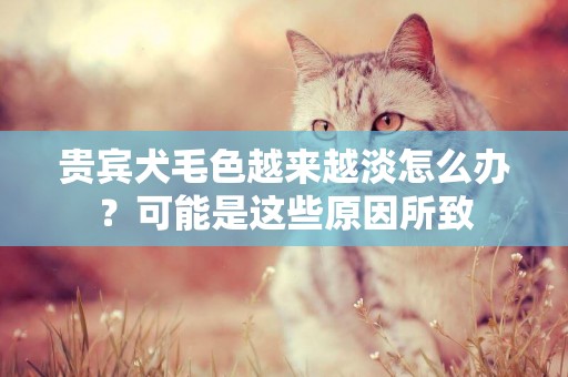 貴賓犬毛色越來越淡怎么辦？可能是這些原因所致