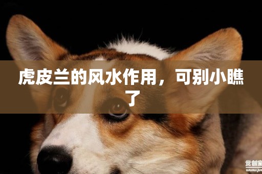虎皮蘭的風水作用，可別小瞧了