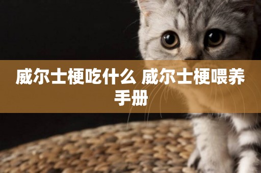 威爾士梗吃什么 威爾士梗喂養手冊