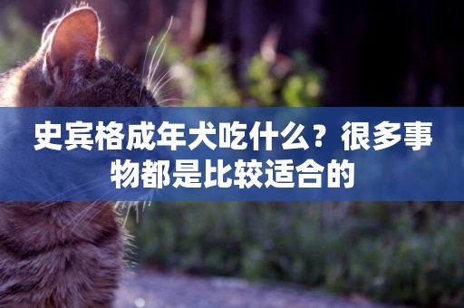 史賓格成年犬吃什么？很多事物都是比較適合的