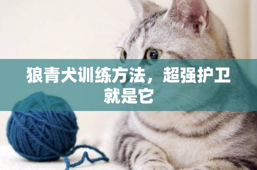 狼青犬訓練方法，超強護衛就是它