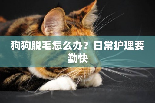 狗狗脫毛怎么辦？日常護理要勤快