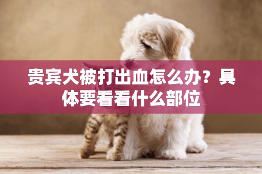貴賓犬被打出血怎么辦？具體要看看什么部位