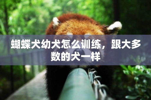 蝴蝶犬幼犬怎么訓練，跟大多數的犬一樣