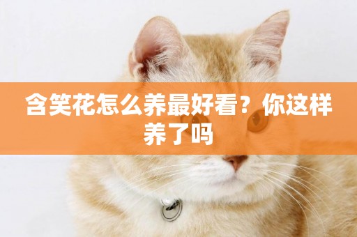 含笑花怎么養最好看？你這樣養了嗎