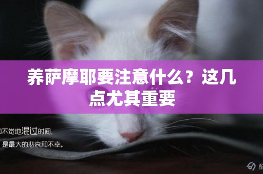 養薩摩耶要注意什么？這幾點尤其重要