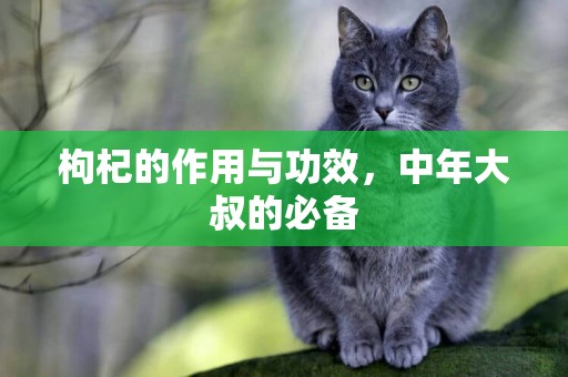 枸杞的作用與功效，中年大叔的必備