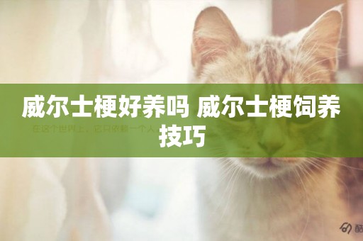威爾士梗好養嗎 威爾士梗飼養技巧