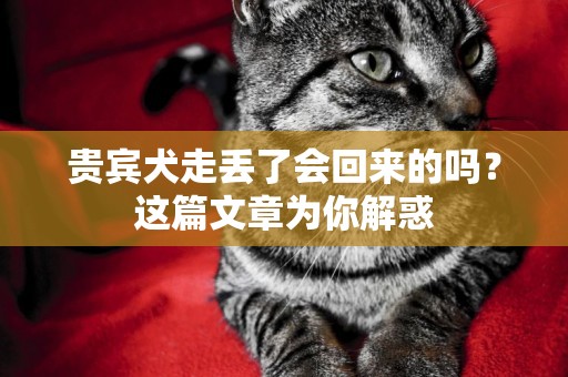 貴賓犬走丟了會回來的嗎？這篇文章為你解惑