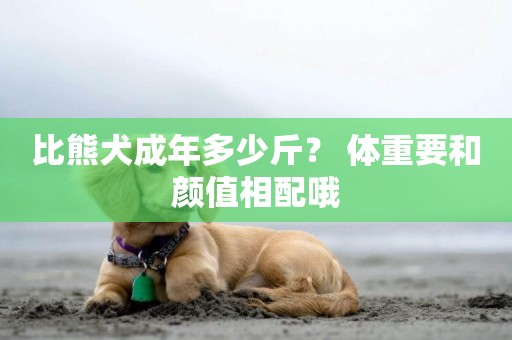 比熊犬成年多少斤？ 體重要和顏值相配哦