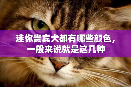 迷你貴賓犬都有哪些顏色，一般來說就是這幾種