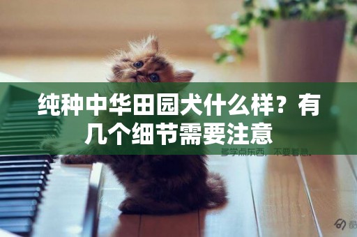 純種中華田園犬什么樣？有幾個細節需要注意