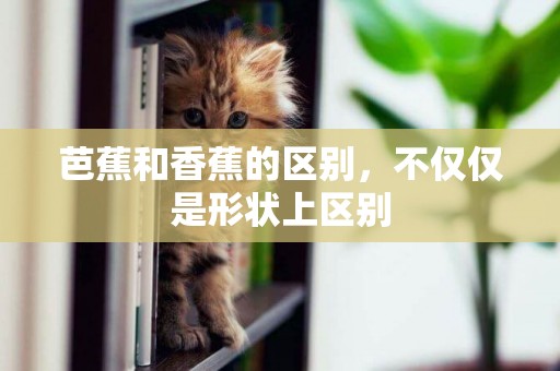 芭蕉和香蕉的區別，不僅僅是形狀上區別