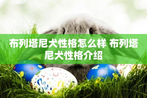 布列塔尼犬性格怎么樣 布列塔尼犬性格介紹