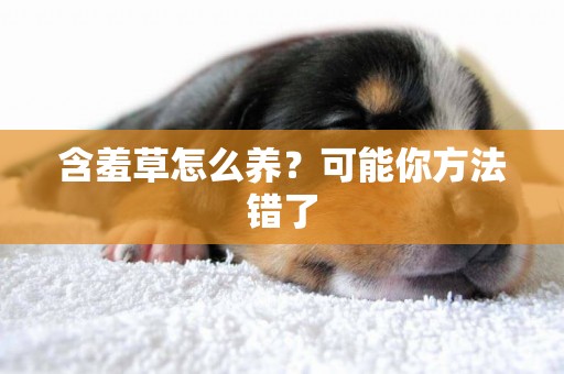 含羞草怎么養？可能你方法錯了