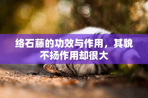 絡石藤的功效與作用，其貌不揚作用卻很大