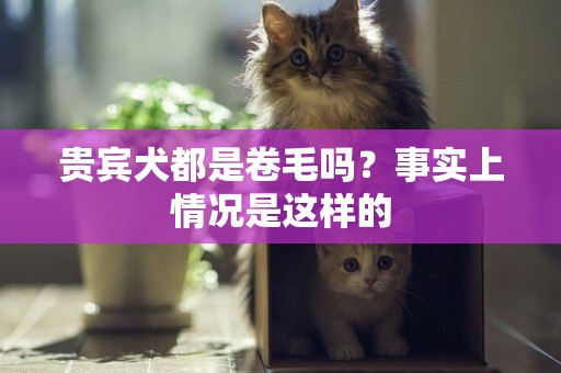 貴賓犬都是卷毛嗎？事實上情況是這樣的