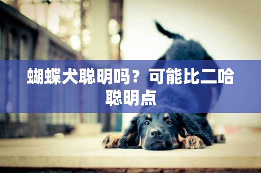 蝴蝶犬聰明嗎？可能比二哈聰明點