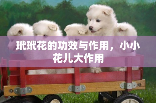 玳玳花的功效與作用，小小花兒大作用
