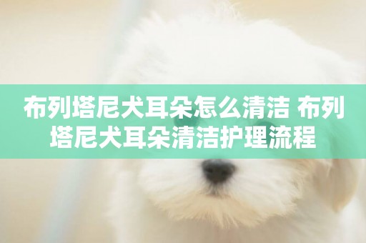 布列塔尼犬耳朵怎么清潔 布列塔尼犬耳朵清潔護理流程