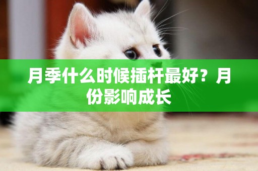 月季什么時候插桿最好？月份影響成長