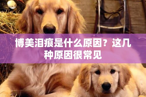 博美淚痕是什么原因？這幾種原因很常見