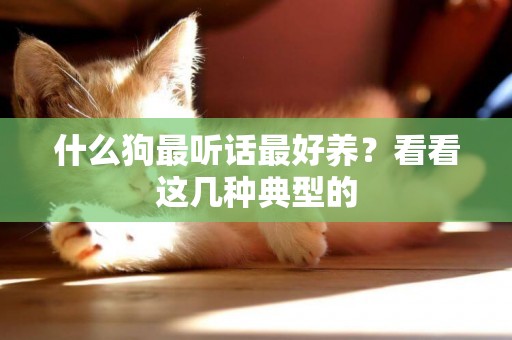 什么狗最聽話最好養？看看這幾種典型的