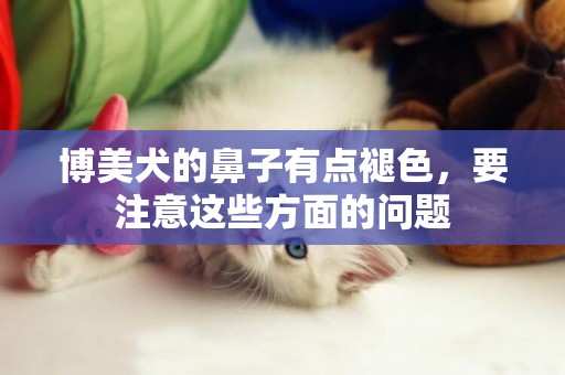 博美犬的鼻子有點褪色，要注意這些方面的問題