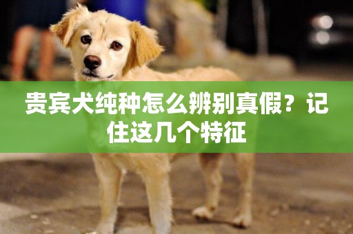 貴賓犬純種怎么辨別真假？記住這幾個特征