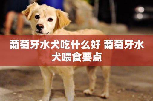 葡萄牙水犬吃什么好 葡萄牙水犬喂食要點