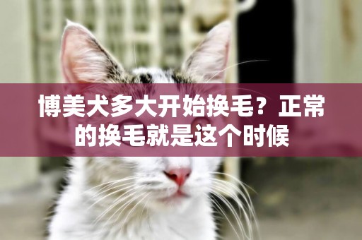 博美犬多大開始換毛？正常的換毛就是這個時候