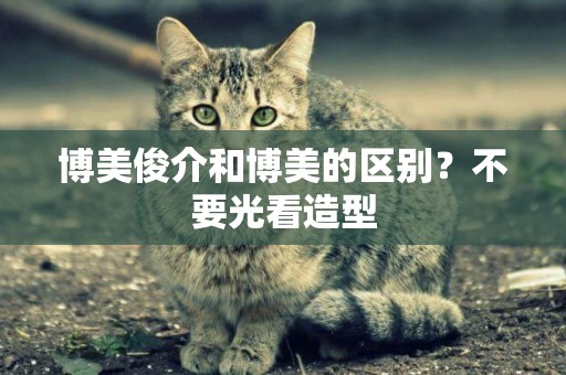 博美俊介和博美的區別？不要光看造型