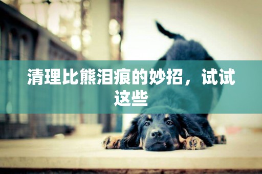 清理比熊淚痕的妙招，試試這些