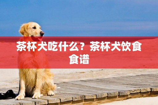 茶杯犬吃什么？茶杯犬飲食食譜