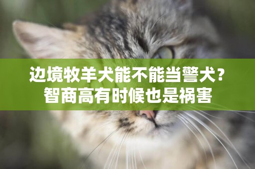 邊境牧羊犬能不能當警犬？智商高有時候也是禍害