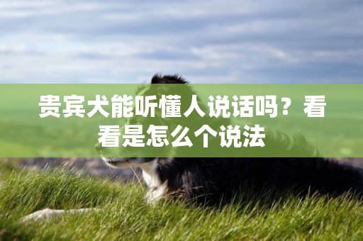 貴賓犬能聽懂人說話嗎？看看是怎么個說法