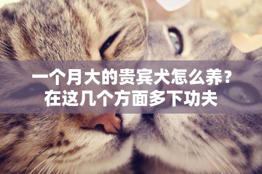 一個月大的貴賓犬怎么養？在這幾個方面多下功夫