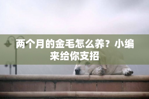 兩個月的金毛怎么養？小編來給你支招