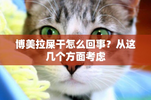 博美拉屎干怎么回事？從這幾個方面考慮