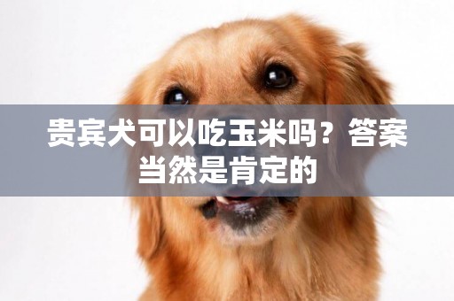 貴賓犬可以吃玉米嗎？答案當然是肯定的