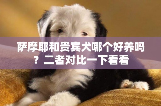 薩摩耶和貴賓犬哪個好養嗎？二者對比一下看看