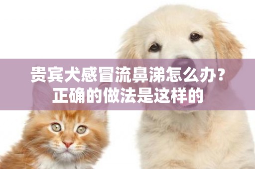 貴賓犬感冒流鼻涕怎么辦？正確的做法是這樣的
