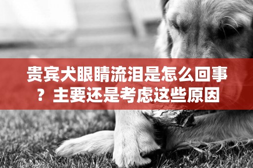 貴賓犬眼睛流淚是怎么回事？主要還是考慮這些原因