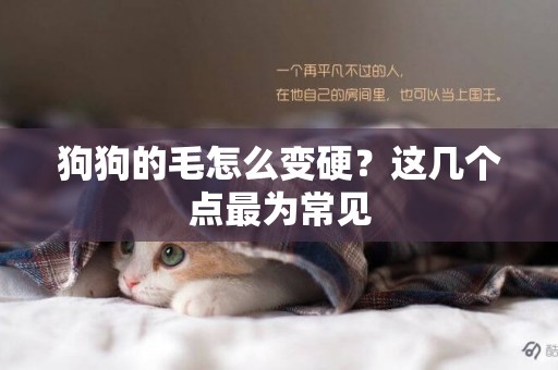 狗狗的毛怎么變硬？這幾個點最為常見