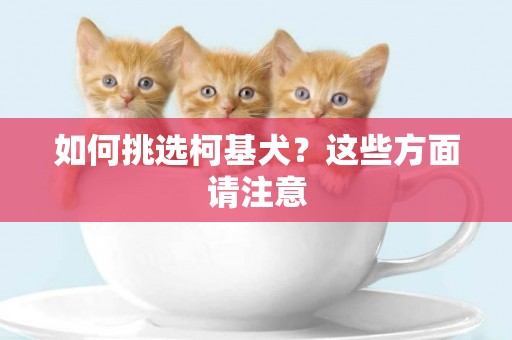 如何挑選柯基犬？這些方面請注意