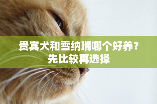 貴賓犬和雪納瑞哪個好養？先比較再選擇