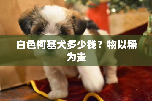 白色柯基犬多少錢？物以稀為貴